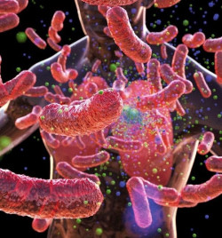 ADN antiguo revela pistas sobre c&oacute;mo la tuberculosis molde&oacute; el sistema inmunol&oacute;gico humano