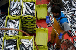 Bruselas comparte la preocupaci&oacute;n de Espa&ntilde;a e Irlanda por la cuota de caballa de Reino Unido y Noruega