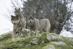 Cantabria ha eliminado 35 lobos del cupo de 41 y ha activado las seis extracciones restantes