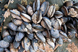 Cantabria reabre la zona de producción de moluscos bivalvos en la Ría de Boo