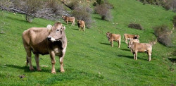 Cantabria vuelve a permitir ventas de ganado dentro de la región y salida de terneros de menos de un año