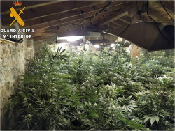 Cuatro detenidos por una plantaci&oacute;n de marihuana en Ampuero