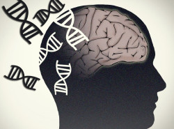 Descubren que el gen PLD3 contribuye al riesgo de enfermedad de Alzheimer