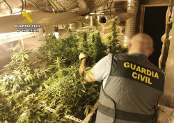 Desmantelan una plantación de marihuana en el desván de una vivienda en Viérnoles (Torrelavega)