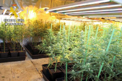 Desmantelan una plantación de marihuana en el sótano de una vivienda de Sierrapando (Torrelavega)