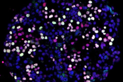Dos nuevos atlas moleculares revelan c&oacute;mo crecen y se desarrollan las c&eacute;lulas humanas