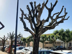 El Grupo Quercus de Torrelavega se reitera en la "improcedencia" de la tala de arbolado urbano de la pasada primavera