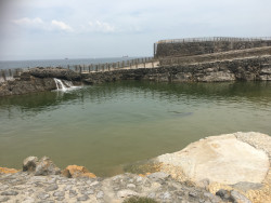 En recuerdo de Lucas, el le&oacute;n marino. Por Carlos Magdalena