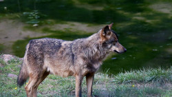Espa&ntilde;a no es lugar para lobos: por qu&eacute; este animal est&aacute; en peligro tambi&eacute;n en Cantabria