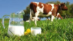 &iexcl;Esto es la releche!    Por Pedro Arce