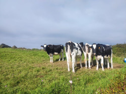 Gobierno y OPAS abordarán la "flexibilización" en Cantabria de las medidas contra la Dermatosis Nodular Contagiosa