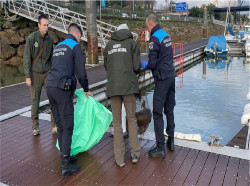 Hallan una nutria muerta en una trampa de pesca ilegal en Astillero