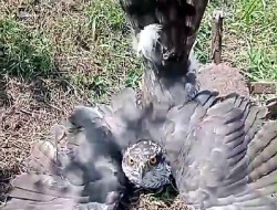 Investigado por cazar un azor con un cepo en Cantabria