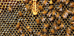 Investigadores en C-LM participan en un proyecto europeo para conseguir abejas "resistentes" al cambio climático