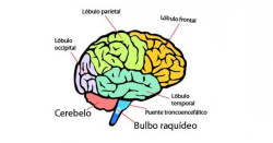 Investigadores explican lo que ocurre en el cerebro cuando dos personas discuten