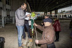 La campaña del árbol de Torrelavega empieza a repartir hoy 3.576 ejemplares