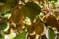 La Comisión Europea aprueba oficialmente la declaración los beneficios digestivos del kiwi verde