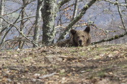 La Consejería prevé reunir a la Mesa del Oso de Cantabria en septiembre u octubre