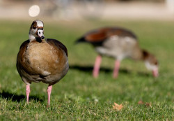 La flexibilizaci&oacute;n del confinamiento por gripe aviar del MAPA permite liberar las aves dom&eacute;sticas en 71 municipios