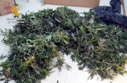 La Guardia Civil interviene 176 plantas de marihuana en una casa de Saro e investiga a su inquilino