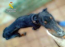 La Guardia Civil salva a un perro en estado de extrema desnutrición en Torrelavega
