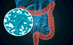 La microbiota intestinal juega un papel en la funci&oacute;n cerebral y la regulaci&oacute;n del estado de &aacute;nimo, seg&uacute;n un estudio