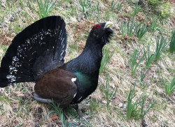 La población de urogallo cantábrico asciende a 209 ejemplares en 2024, un 8 por ciento más que hace cinco años