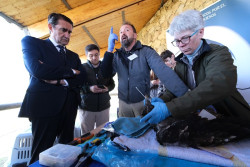 La suelta de dos quebrantahuesos en Gredos persigue constituir un núcleo fundador de la especie en el Sistema Central