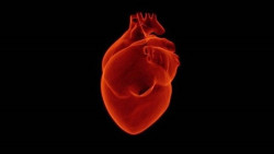 Las enfermedades de los vasos sangu&iacute;neos m&aacute;s peque&ntilde;os del coraz&oacute;n son un importante problema de salud mundial