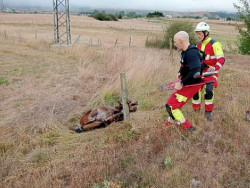  Los bomberos liberan a un potro enganchado en una valla de alambre y a un perro caído en una torca