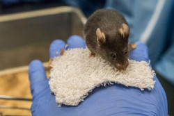 Los cient&iacute;ficos matan las c&eacute;lulas cancerosas `cerrando la puerta` de su n&uacute;cleo