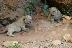 Nacen dos leones en el exterior de su recinto en el Parque de Cabárceno