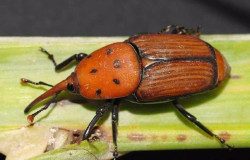 Noja acogerá el viernes una charla sobre los riesgos y daños del picudo rojo