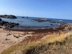 Recogidas 6.500 toneladas de alga asiática en Noja y Berria y la retirada sigue con medios municipales