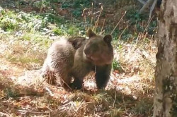 Reintroducida en el medio natural la osezna Alba tras tres meses de recuperación en Cantabria