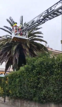 Rescatado un gato que llevaba varios días atrapado en una palmera en Noja