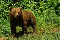  Rural convocará una reunión sobre el futuro plan de recuperación del oso pardo