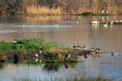 SEO/BirdLife celebra el sábado su 70 aniversario en la Reserva Ornitológica de las Marismas de Astillero