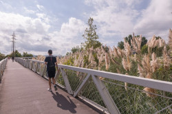 Torrelavega recibe una subvención de 10.000 euros para el control del plumero