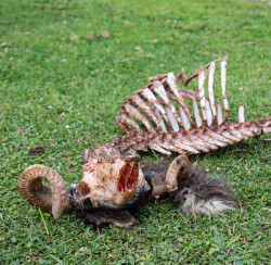 Un carnero se despe&ntilde;a y contin&uacute;a el ciclo de la vida por Carlos Magdalena