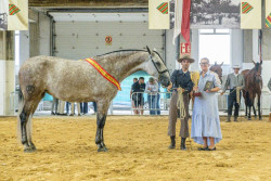 Un centenar de caballos pura raza española compiten en el Concurso Morfológico de Torrelevega