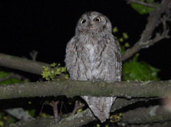 Un estudio en Santander muestra que hay autillos europeos que no migran a África en invierno