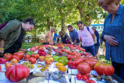 Una variedad aragonesa que casi se extingue, mejor tomate de España en la Feria de Polanco