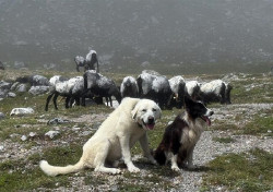 Unos 2.250 mastines ejercen de perro pastor en Cantabria